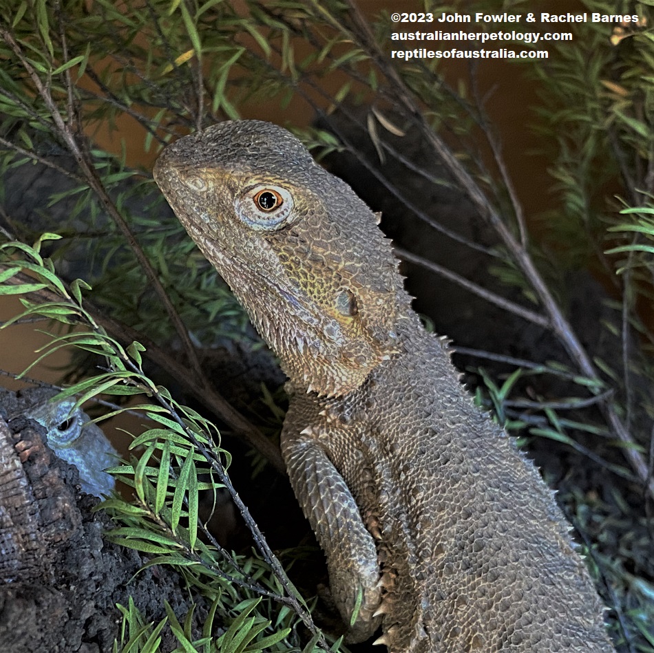 Black-Soil Bearded Dragon (Pogona henrylawsoni) photographed at Snakes Downunder Reptile Park & Zoo, Childers, Qld.